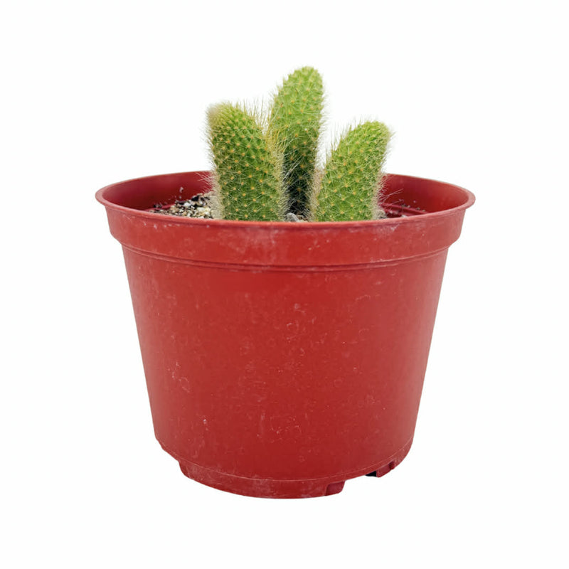 monkey tail succulent Cleistocactus colademononis