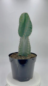 Cereus peruvianus Spiralis | Twist Cactus