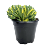 Myrtillocactus Geometrizans Cristata Variegata | Variegated Blue Candle Crest Cactus