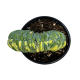 Myrtillocactus Geometrizans Cristata Variegata | Variegated Blue Candle Crest Cactus