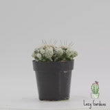 Mammillaria gracilis fragilis | Thimble Cactus