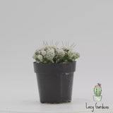 Thimble Cactus | Mammillaria gracilis fragilis