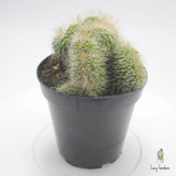 Neobuxbaumia polylopha cristata