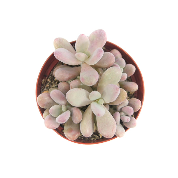 Pachyphytum Oviferum | Pink Moonstones - Lazy Gardens