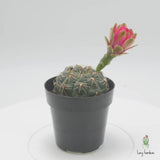 Chin Cactus | gymnocalycium baldianum