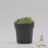 Echeveria Chris