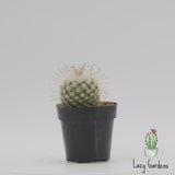 Fishhook Cactus | Mammillaria hybrid