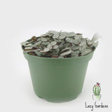 Ceropegia Woodii | String of Hearts