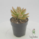 Sedum Adolphii | Golden Glow