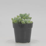 Sedum Treleasei