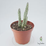 Senecio Stapeliiformis | Pickle Plant