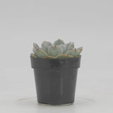 Arctic Ice | Echeveria Arctic Ice