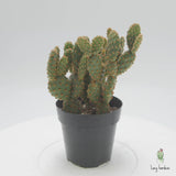 Mini cinnamon cactus | Opuntia rufida minima