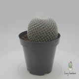 Elegans Cactus | Mammillaria Elegans