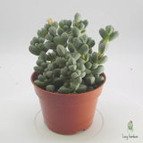 Corpuscularia Lehmannii | Ice Plant