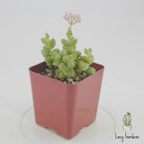 Crassula Brevifolia | Rockslab Crassula