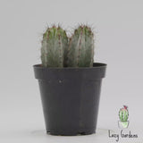 Chichipe Cactus | Polaskia Chichipe