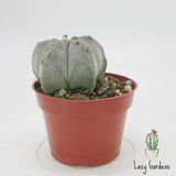 Bishop's Cap Cactus | Astrophytum myriostigma