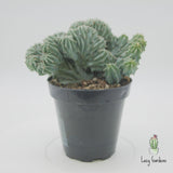 Myrtillocactus Geometrizans Cristata | Blue Candle Crest Cactus