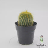 Golden Ball Cactus | Parodia leninghausii