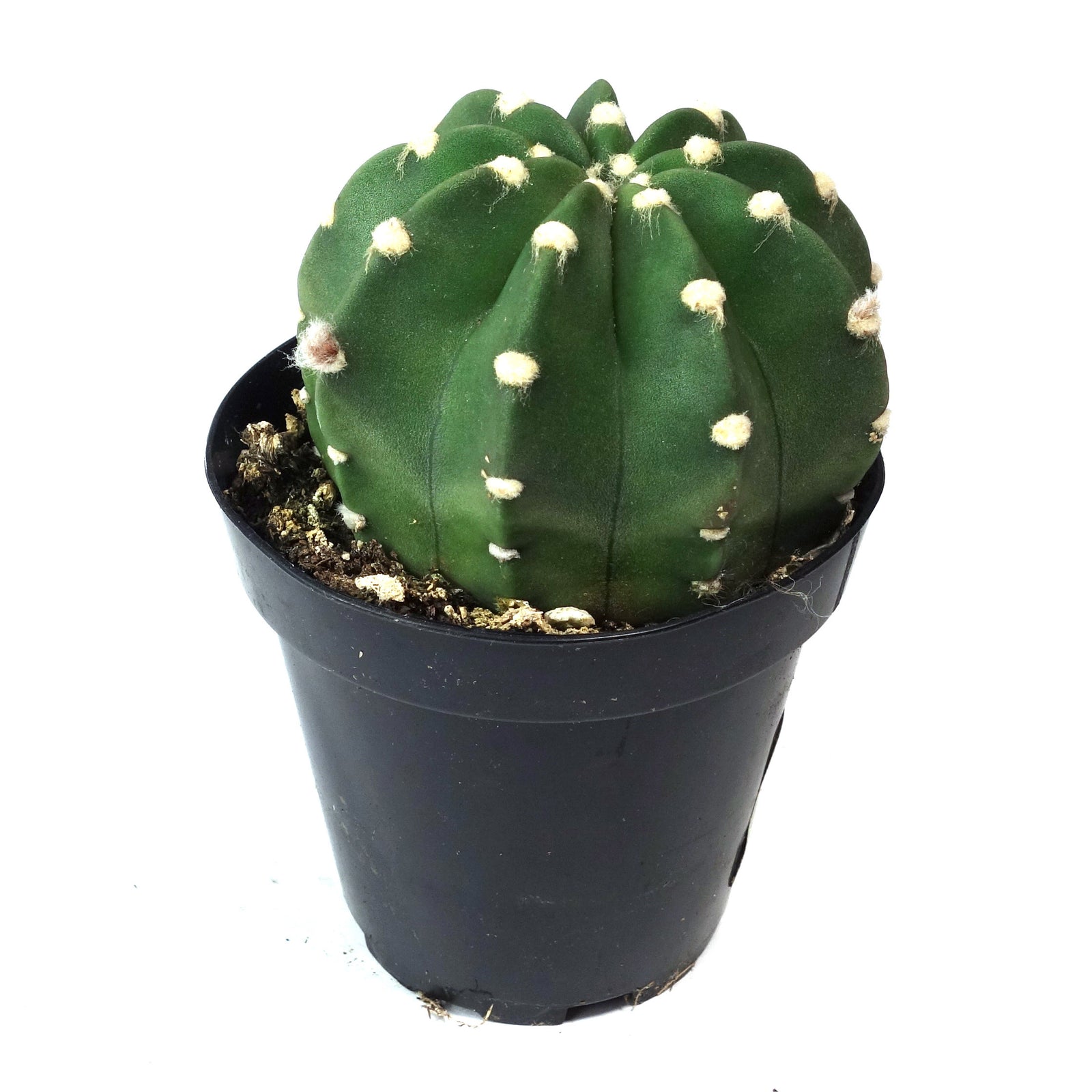 domino succulent Echinopsis Subdenudatum Dominos
