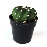 Domino Cactus | Echinopsis Subdenudatum Dominos