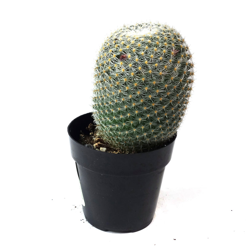 Elegans Cactus | Mammillaria Elegans