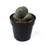 Pleiospilos Nelii | Split Rock - Lazy Gardens