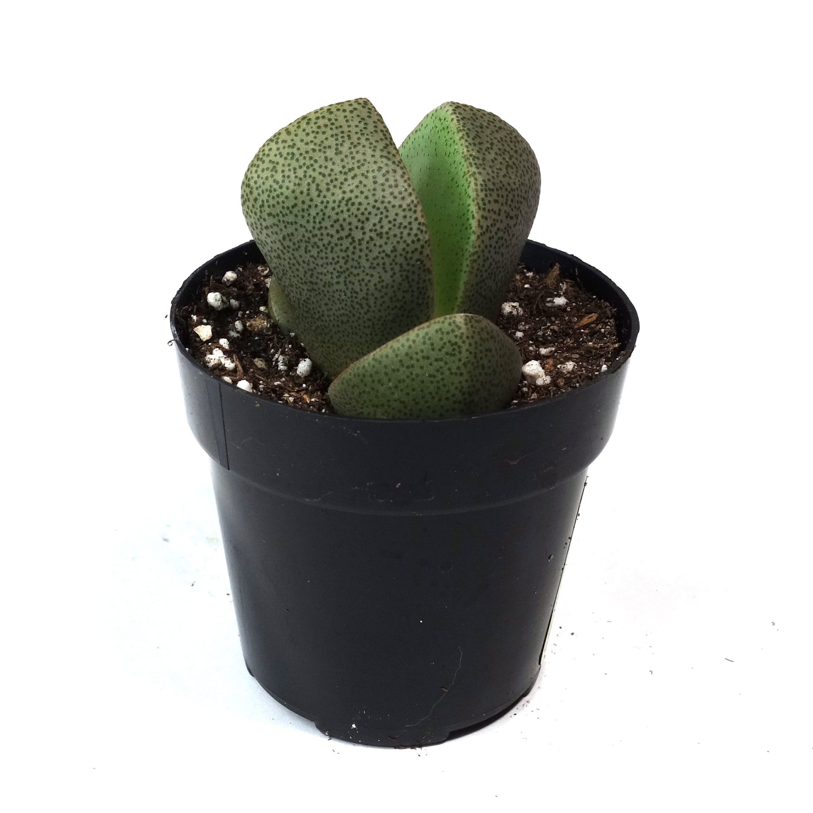split rock succulent Pleiospilos Nelii