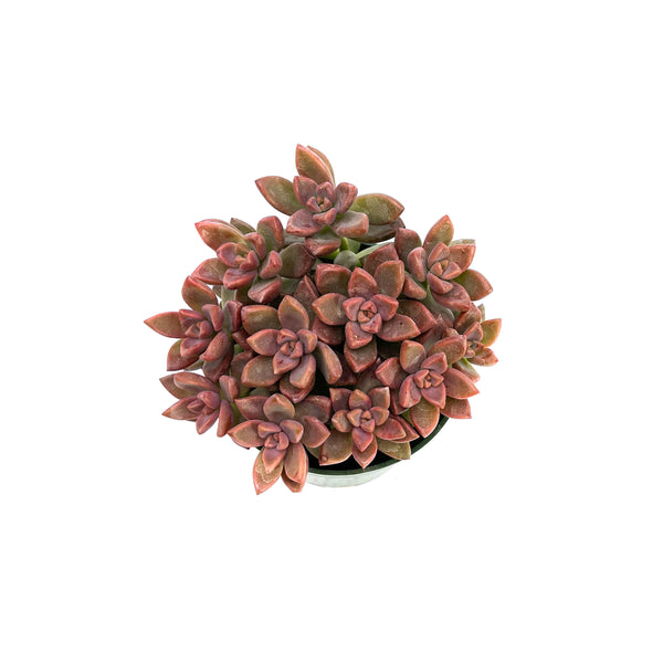Graptosedum Vera Higgins - Lazy Gardens