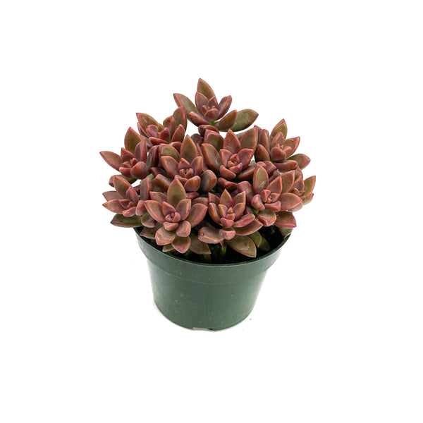 Graptosedum Vera Higgins - Lazy Gardens