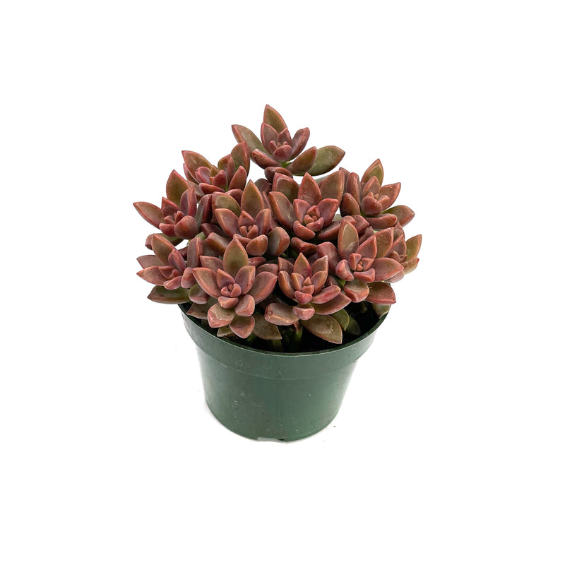 vera higgins succulent care Graptosedum Vera Higgins – Lazy Gardens