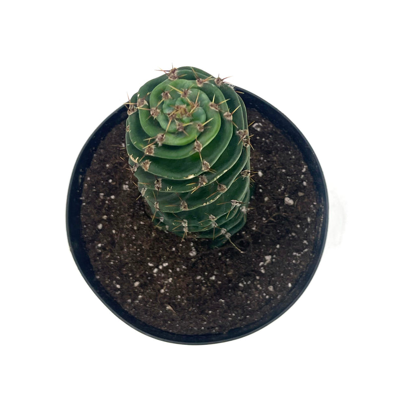 Spiral Cactus | Cereus forbesii Spiralis