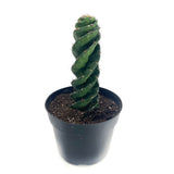 Spiral Cactus | Cereus forbesii Spiralis