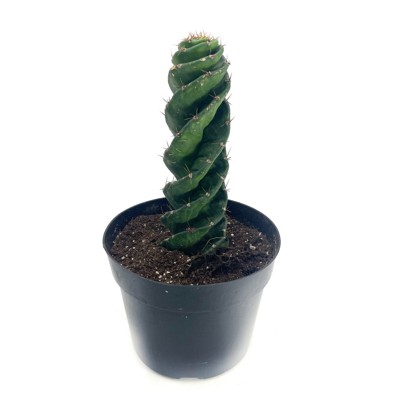 Spiral Cactus | Cereus forbesii Spiralis