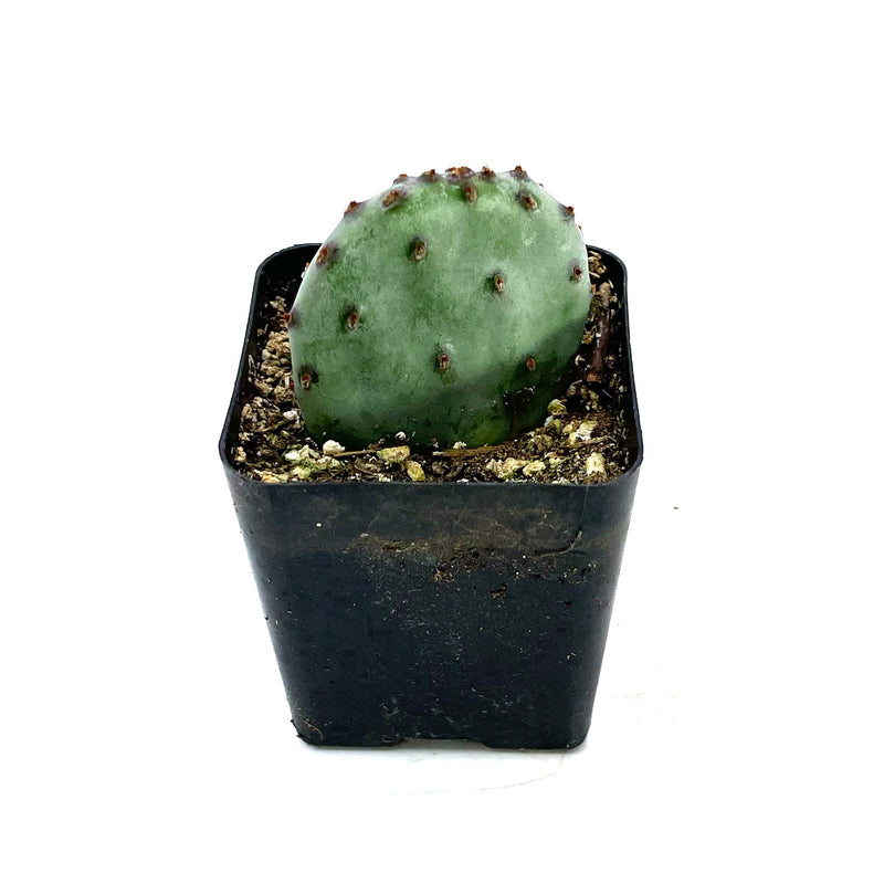 Opuntia macrocentra | Purple Prickly Pear - Lazy Gardens
