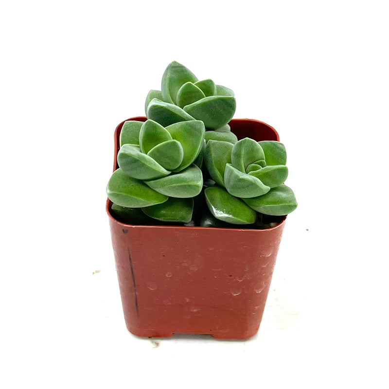 Moonglow Crassula | Crassula Moonglow