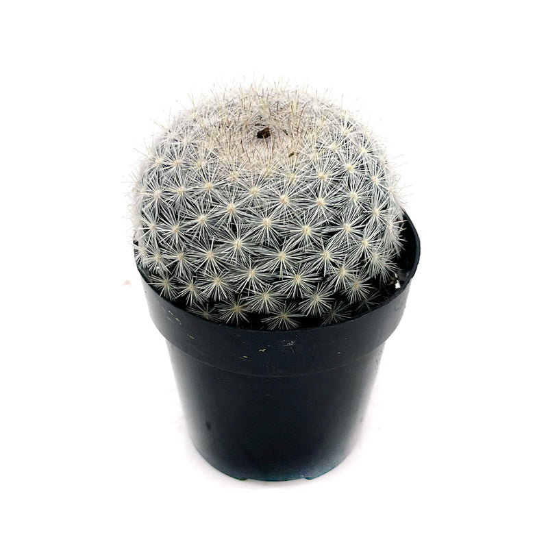 Snowball Cactus | Mammillaria candida