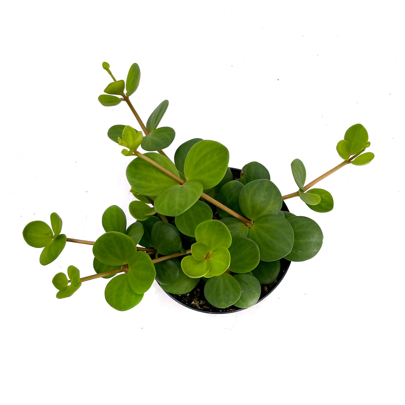 Hope Peperomia | Peperomia Hope