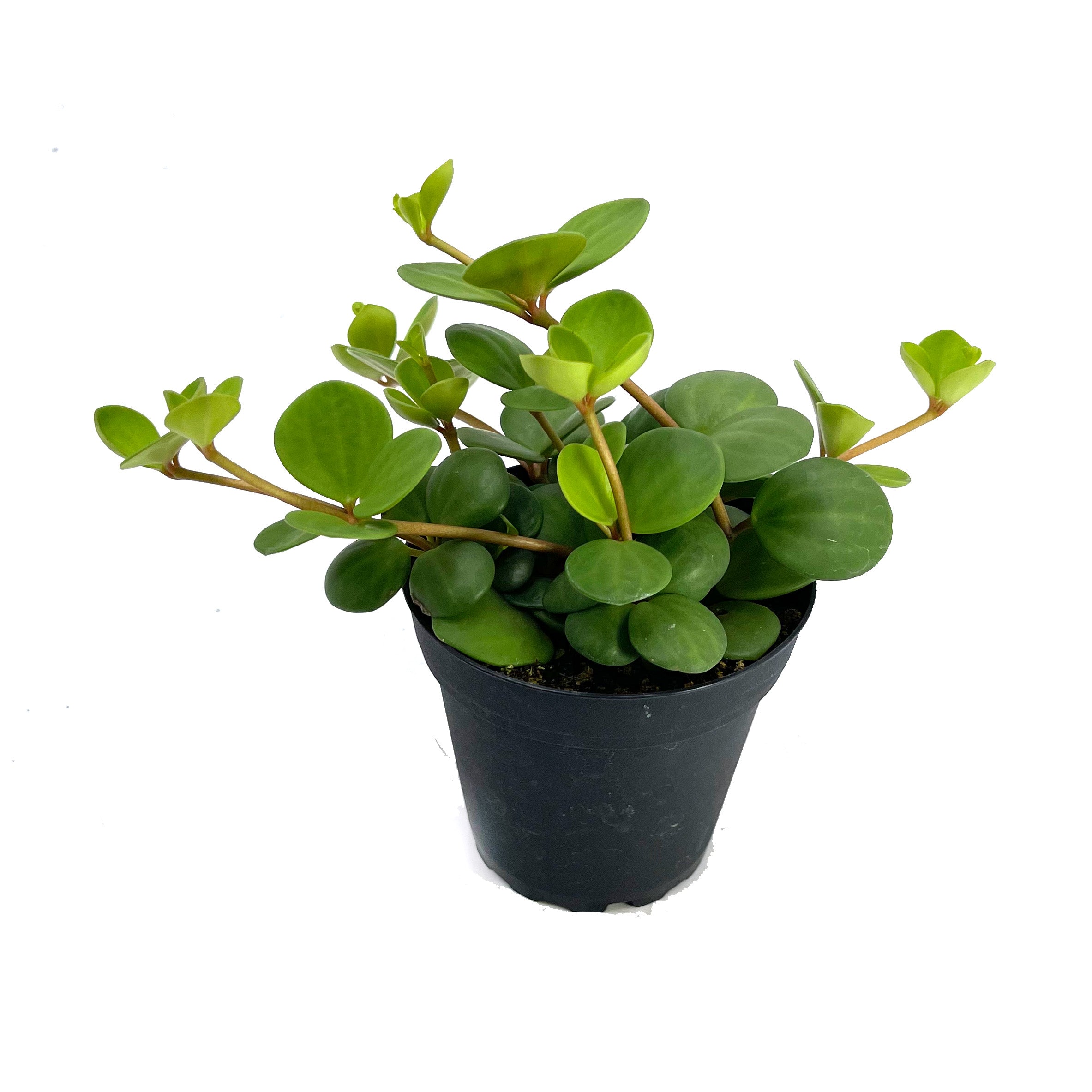 Peperomia tetraphylla 'Hope' | Hope Peperomia – Lazy Gardens