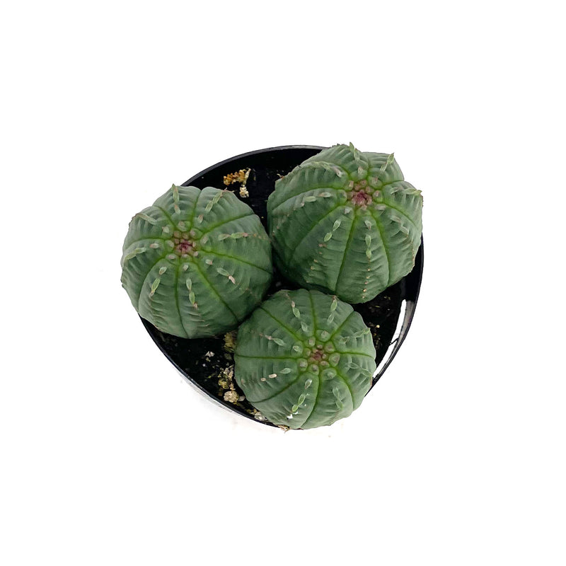 Basketball Plant | Euphorbia Obesa Hybrid