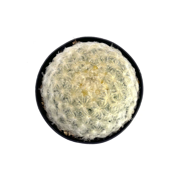 Mammillaria plumosa | Feather Cactus - Lazy Gardens