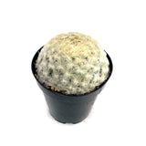 Feather Cactus | Mammillaria plumosa