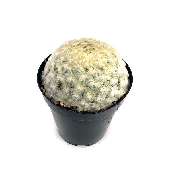 Mammillaria plumosa | Feather Cactus - Lazy Gardens