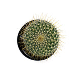 Mammillaria celsiana | Golden Pincushion - Lazy Gardens