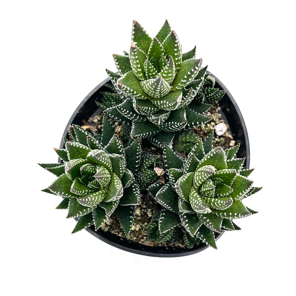 Haworthiopsis coarctata - Lazy Gardens