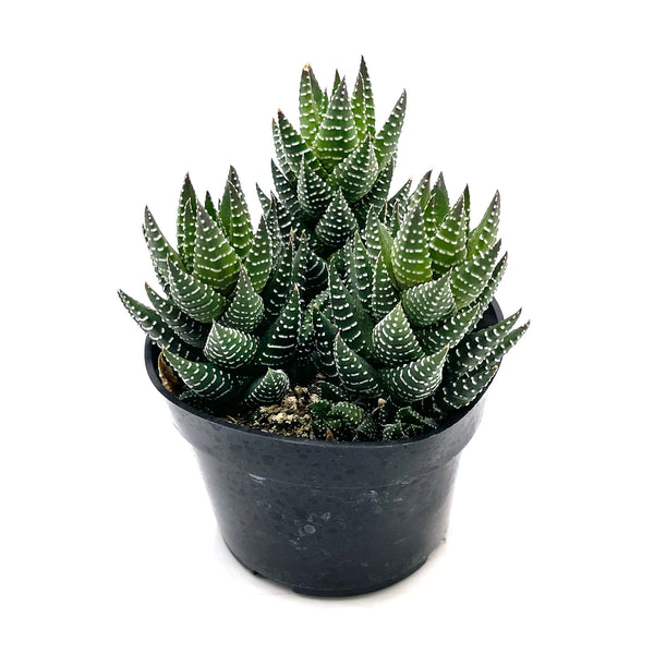 Haworthiopsis coarctata - Lazy Gardens
