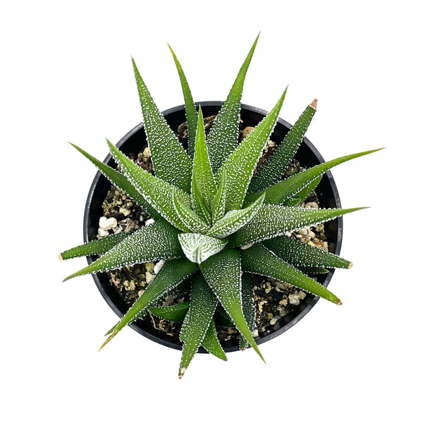 Haworthia Attenuata Concolor - Lazy Gardens