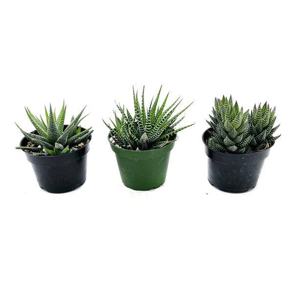 Assorted Haworthia - Lazy Gardens