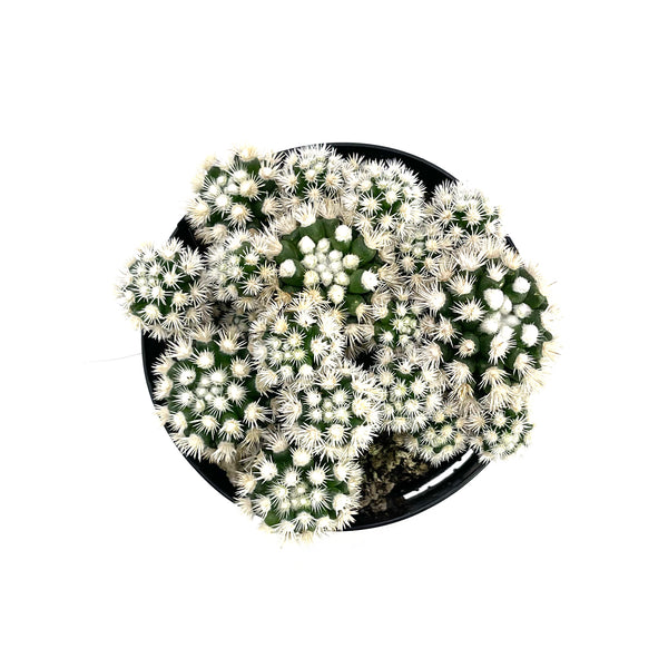 Mammillaria gracilis fragilis monstrose | Arizona Snowcap - Lazy Gardens